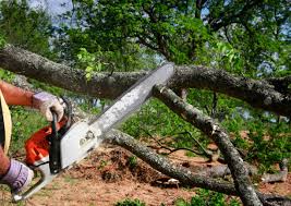 Trusted South Lakes, AK  Tree Services Experts