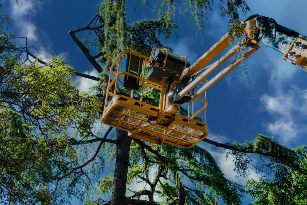 Why Choose Our Tree Removal Services in South Lakes, AK?