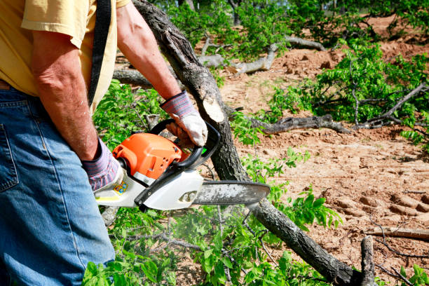 Best Tree Cabling and Bracing  in South Les, AK